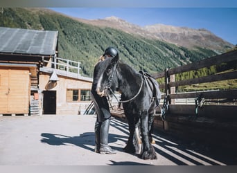 Gypsy Horse, Gelding, 16 years, 12.2 hh, Black