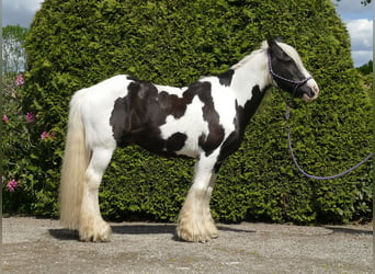 Gypsy Horse, Gelding, 16 years, 13.1 hh, Pinto
