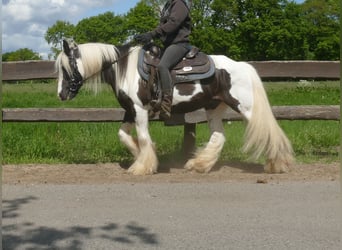 Gypsy Horse, Gelding, 16 years, 13.1 hh, Pinto