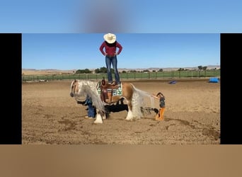 Gypsy Horse, Gelding, 16 years, 14 hh, Palomino