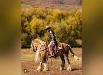 Gypsy Horse, Gelding, 16 years, 14 hh, Palomino