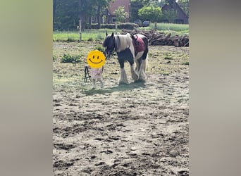 Gypsy Horse, Gelding, 16 years, 14 hh, White