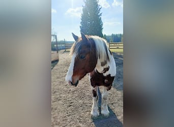 Gypsy Horse Mix, Gelding, 16 years, 15,2 hh, Pinto
