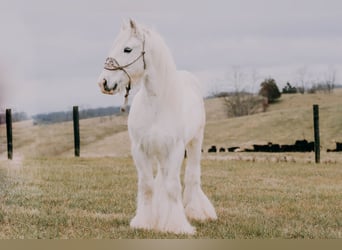 Gypsy Horse, Gelding, 17 years, 14.2 hh, Gray
