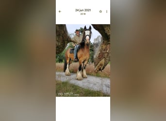 Gypsy Horse, Gelding, 17 years, 15 hh, Brown