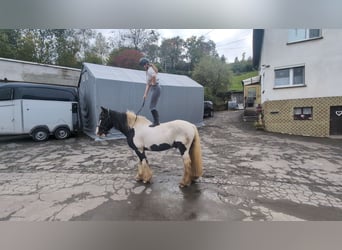 Gypsy Horse, Gelding, 17 years, 15 hh, Pinto