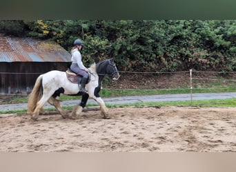 Gypsy Horse, Gelding, 17 years, 15 hh, Pinto