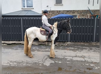 Gypsy Horse, Gelding, 17 years, 15 hh, Pinto