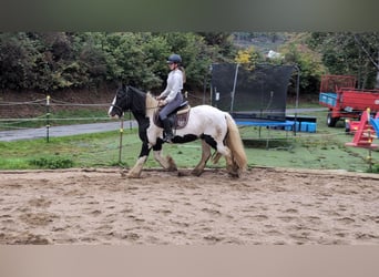 Gypsy Horse, Gelding, 17 years, 15 hh, Pinto