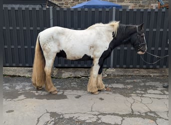 Gypsy Horse, Gelding, 17 years, 15 hh, Pinto