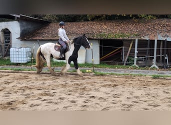 Gypsy Horse, Gelding, 17 years, 15 hh, Pinto