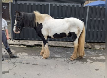 Gypsy Horse, Gelding, 17 years, 15 hh, Pinto