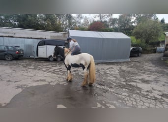 Gypsy Horse, Gelding, 17 years, 15 hh, Pinto