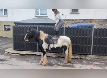 Gypsy Horse, Gelding, 17 years, 15 hh, Pinto