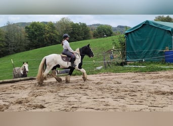 Gypsy Horse, Gelding, 17 years, 15 hh, Pinto