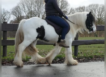Gypsy Horse, Gelding, 18 years, 13 hh, Pinto