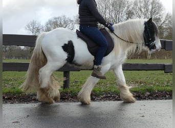 Gypsy Horse, Gelding, 18 years, 13 hh, Pinto