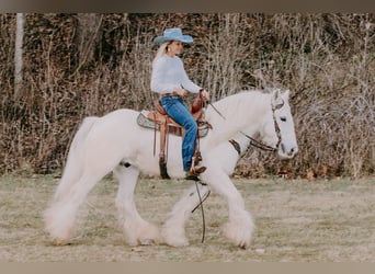 Gypsy Horse, Gelding, 18 years, 14,2 hh, Gray