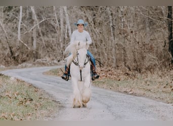 Gypsy Horse, Gelding, 18 years, 14,2 hh, Gray