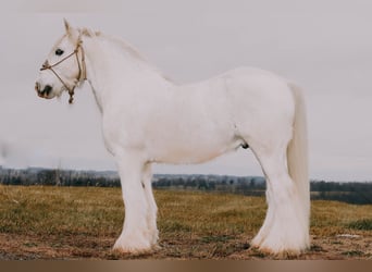 Gypsy Horse, Gelding, 18 years, 14,2 hh, Gray