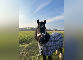 Gypsy Horse, Gelding, 18 years, 14,2 hh, Black