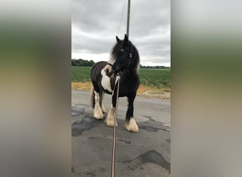 Gypsy Horse, Gelding, 18 years, 16 hh, Pinto
