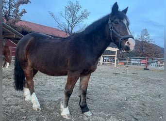 Gypsy Horse Mix, Gelding, 19 years, 13.2 hh, Bay-Dark