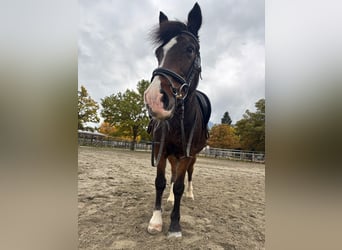 Gypsy Horse Mix, Gelding, 19 years, 13,2 hh, Bay-Dark
