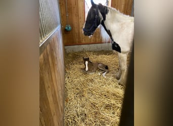 Gypsy Horse, Gelding, 1 year, 14.1 hh, Brown