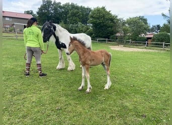 Gypsy Horse, Gelding, 1 year, 14.1 hh, Brown