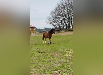 Gypsy Horse, Gelding, 1 year, 14.1 hh, Brown