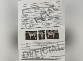 Gypsy Horse, Gelding, 1 year, 14.2 hh, Palomino