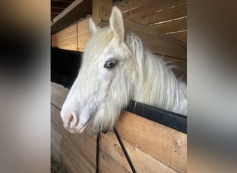 Gypsy Horse, Gelding, 1 year, 14,2 hh, Palomino