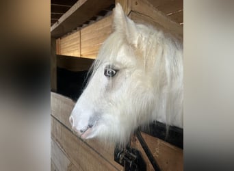 Gypsy Horse, Gelding, 1 year, 14,2 hh, Palomino
