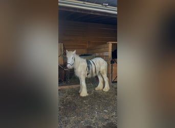 Gypsy Horse, Gelding, 1 year, 14,2 hh, Palomino