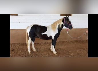 Gypsy Horse Mix, Gelding, 1 year, 15.1 hh, Pinto