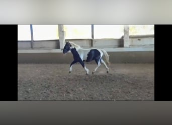 Gypsy Horse Mix, Gelding, 1 year, 15.1 hh, Pinto