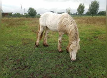 Gypsy Horse, Gelding, 2 years, 13.2 hh, Pinto