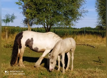 Gypsy Horse, Gelding, 2 years, 13.2 hh, Pinto