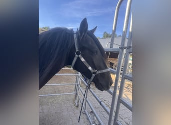 Gypsy Horse Mix, Gelding, 2 years, 13,2 hh, Black