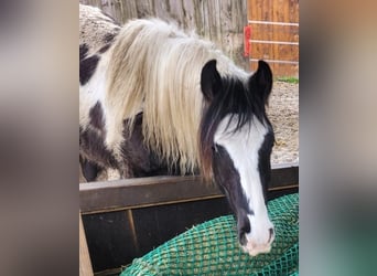 Gypsy Horse Mix, Gelding, 2 years, 14 hh, Tobiano-all-colors