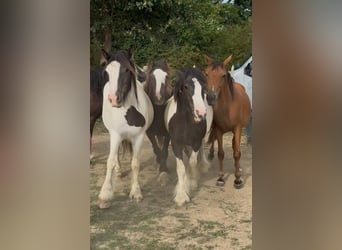 Gypsy Horse, Gelding, 2 years, 14,2 hh, Pinto