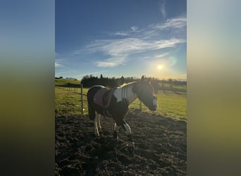 Gypsy Horse Mix, Gelding, 2 years, 14,2 hh, Pinto