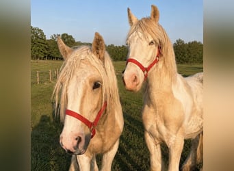 Gypsy Horse, Gelding, 2 years, Palomino