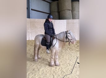 Gypsy Horse, Gelding, 3 years, 12.1 hh