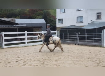 Gypsy Horse, Gelding, 3 years, 12.1 hh, Pinto