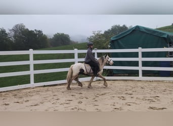Gypsy Horse, Gelding, 3 years, 12.1 hh, Pinto