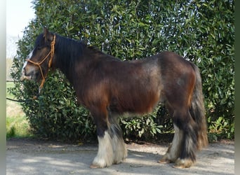 Gypsy Horse, Gelding, 3 years, 12.2 hh, Brown