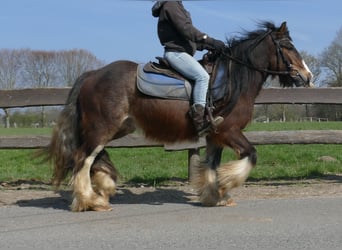 Gypsy Horse, Gelding, 3 years, 12.2 hh, Brown