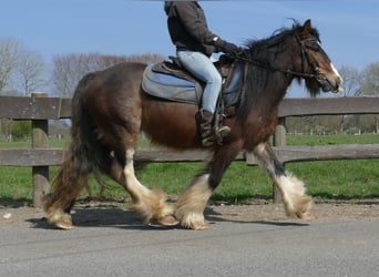 Gypsy Horse, Gelding, 3 years, 12.2 hh, Brown